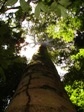 ltester Baum im Nationalpark Manuel Antonio